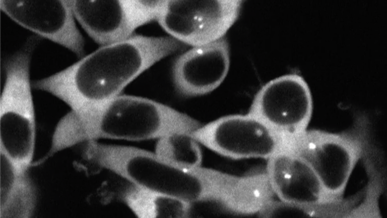 Figure S7 from Highlighted Publication