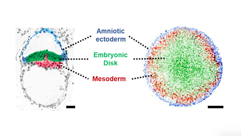 Image of 2D Gastruloid